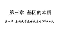 高中人教版生物必修二课件：第3章 第4节《基因是有遗传效应的DNA片段》课件（共 20张PPT）