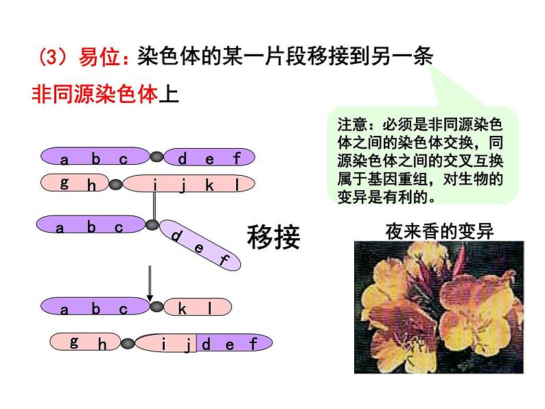 高中人教版生物必修二课件:第5章 第2节《染色体变异》课时 1课件(共29 张PPT)08