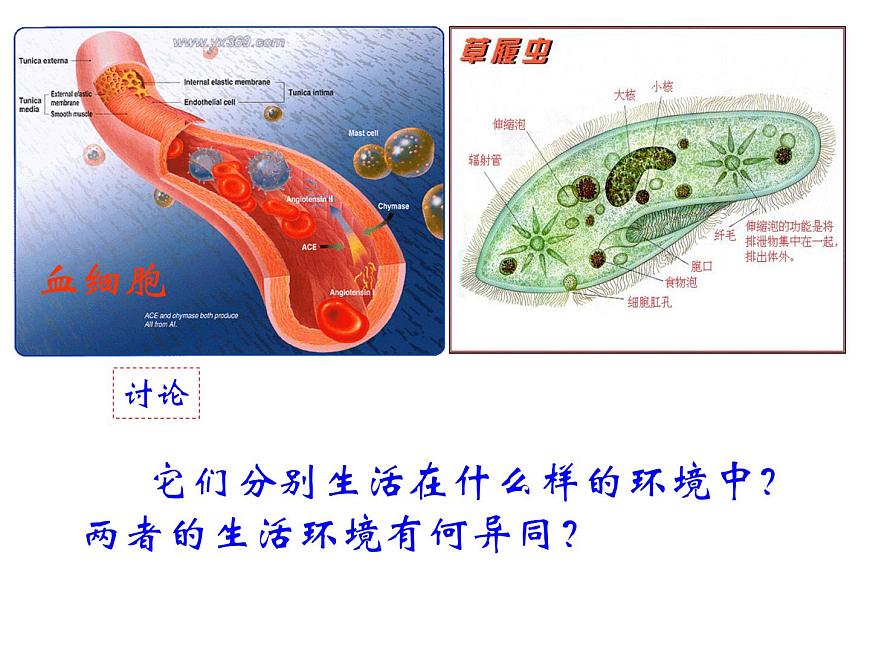 人教版高二生物必修3課件：1.1細胞生活的環(huán)境2第4頁