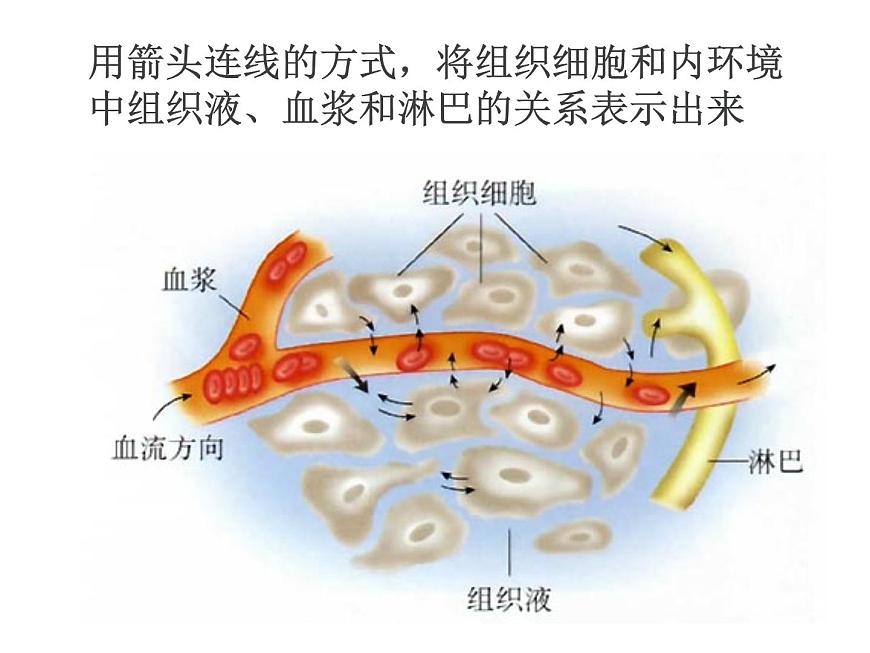 人教版高二生物必修3課件：1.1細胞生活的環(huán)境2第8頁