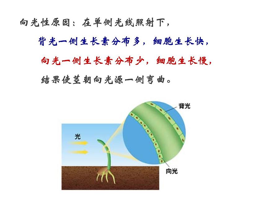 人教版高二生物必修3課件：3.2 生長(zhǎng)素的生理作用2第6頁(yè)