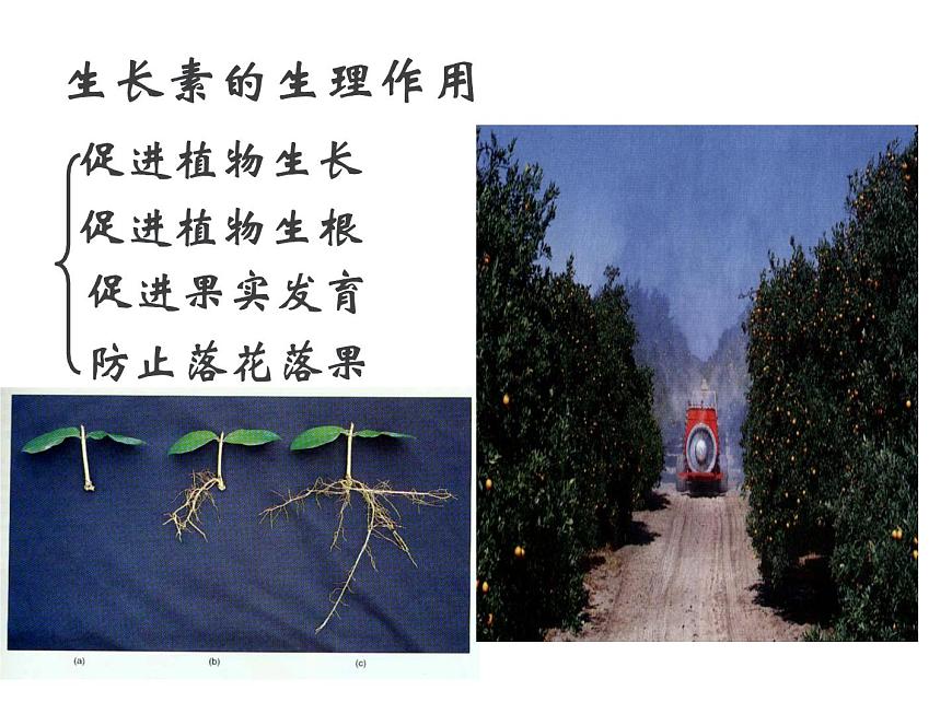 人教版高二生物必修3課件：3.2 生長(zhǎng)素的生理作用2第7頁(yè)