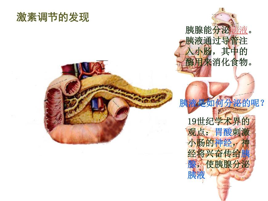 人教版高二生物必修3課件：2.2 通過激素的調(diào)節(jié) 第一課時第5頁