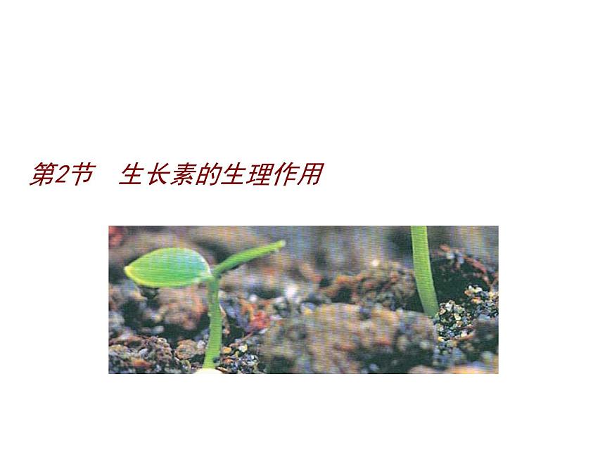 人教版高二生物必修3課件：3.2 生長素的生理作用1第1頁