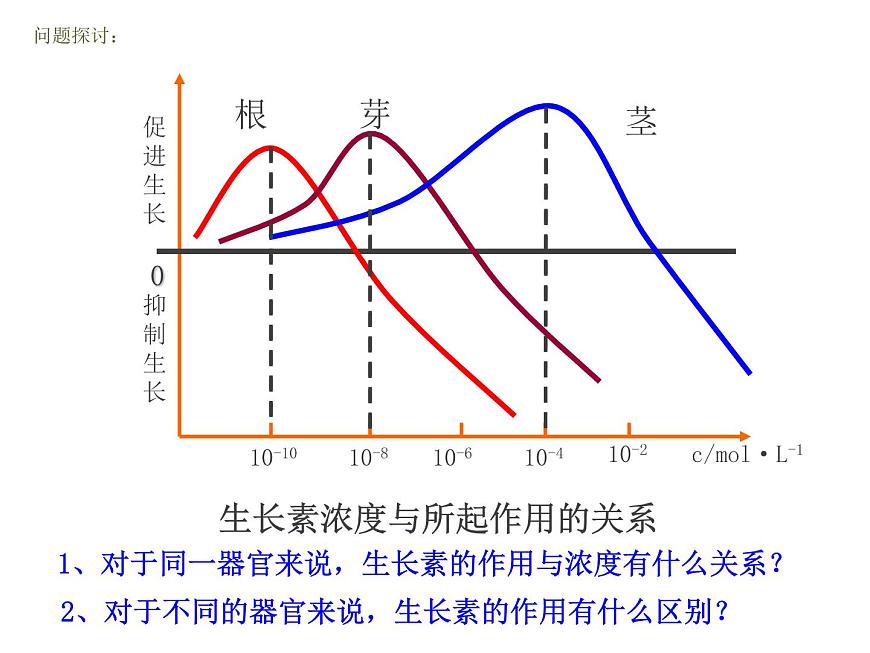 人教版高二生物必修3課件：3.2 生長素的生理作用1第4頁