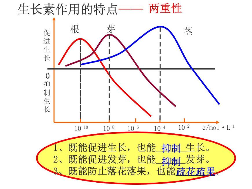 人教版高二生物必修3課件：3.2 生長素的生理作用1第8頁