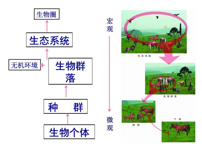 5.1 生态系统的结构 课件02