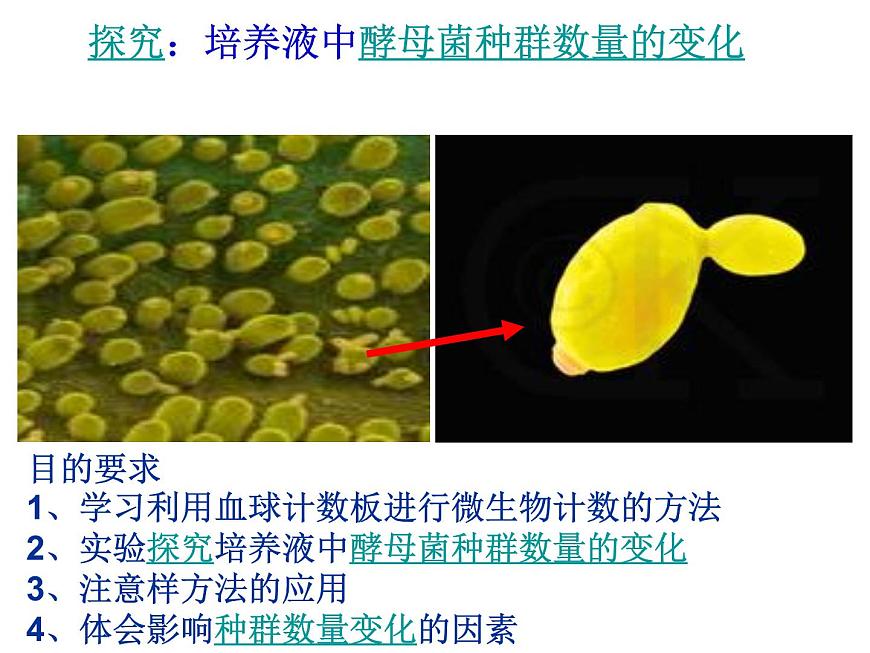 4.2 探究-培養(yǎng)液中酵母菌種群數(shù)量的變化 課件第3頁