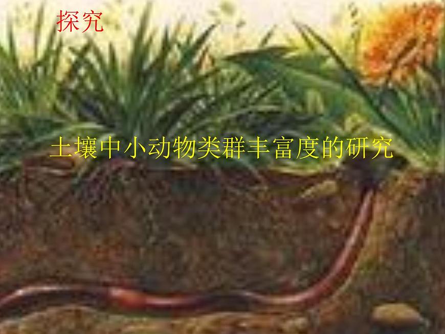 4.3 探究—土壤中小動物類群豐富度的研究 課件第1頁