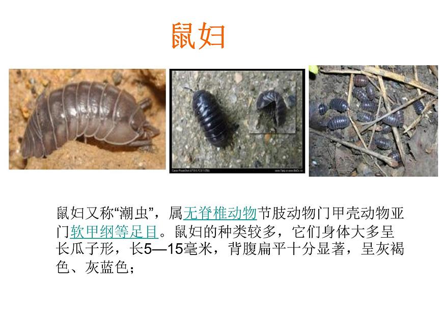 4.3 探究—土壤中小動物類群豐富度的研究 課件第2頁