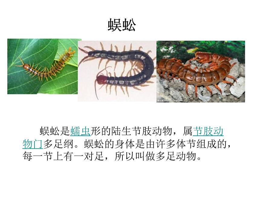 4.3 探究—土壤中小動物類群豐富度的研究 課件第3頁