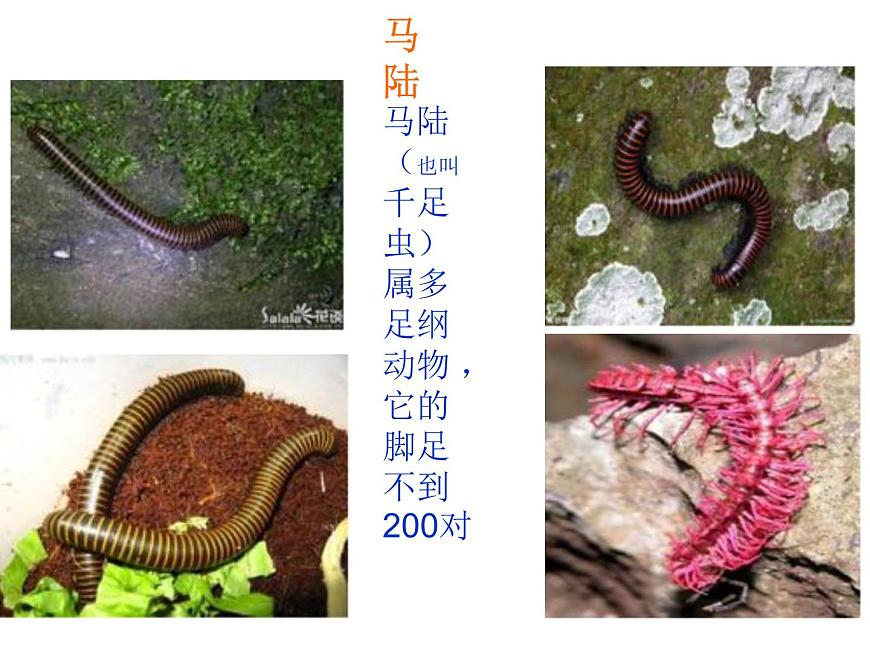 4.3 探究—土壤中小動物類群豐富度的研究 課件第4頁