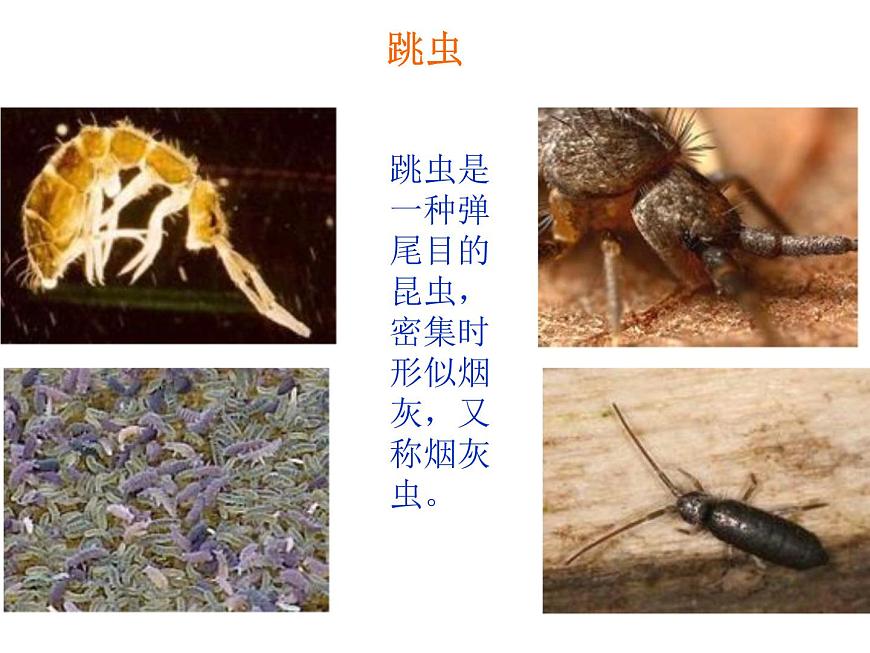 4.3 探究—土壤中小動物類群豐富度的研究 課件第5頁