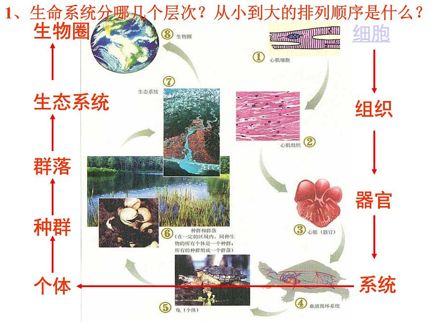 4.1 種群的特征 課件第1頁(yè)