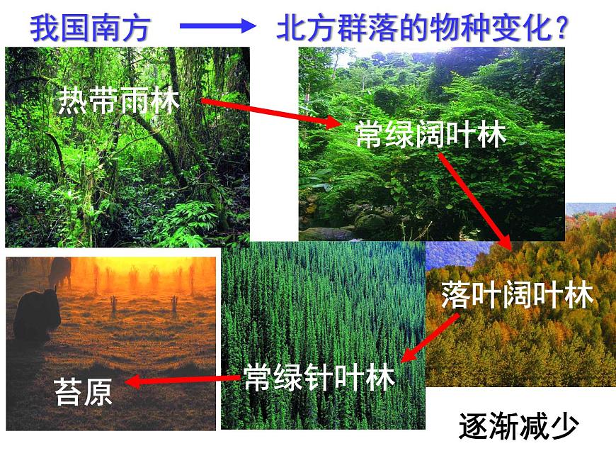 4.3 群落的結(jié)構(gòu) 課件第7頁