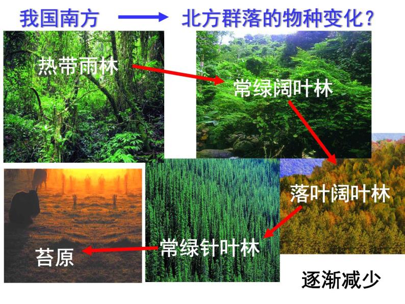 4.3 群落的结构 课件07