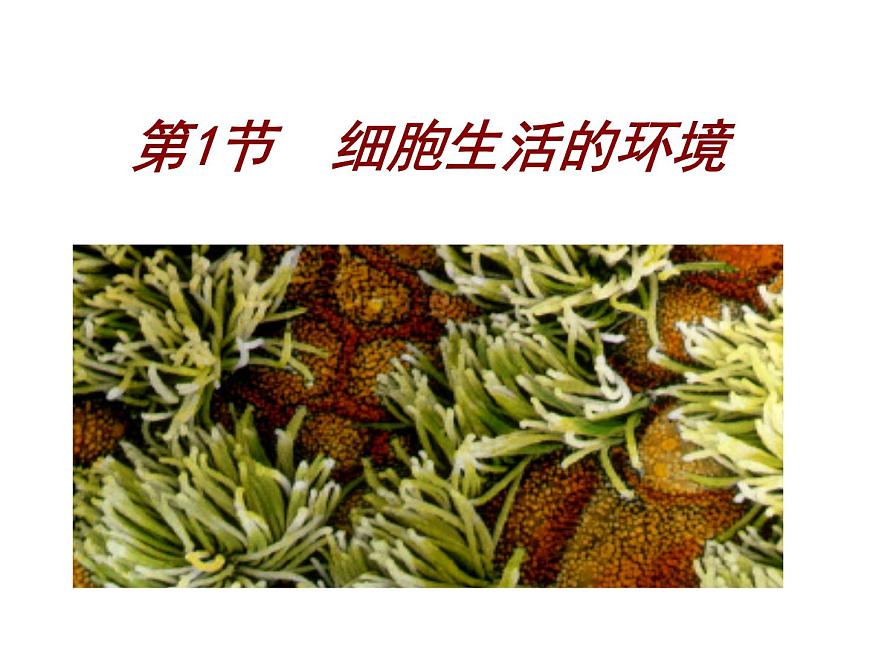 1.1 細胞生活的環(huán)境 課件第7頁