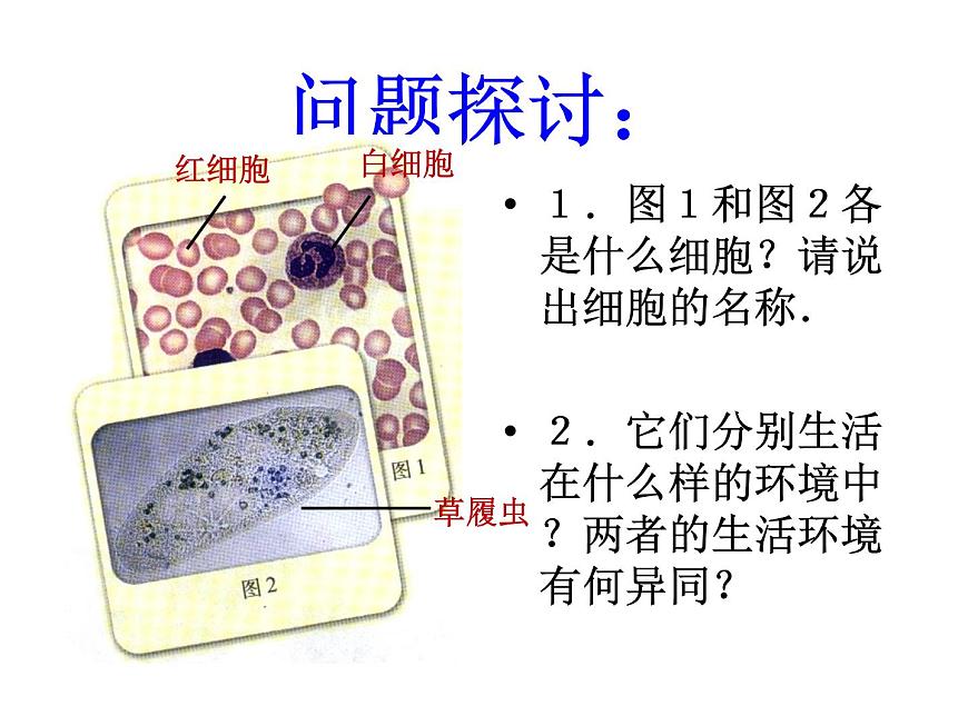 1.1 細胞生活的環(huán)境 課件第8頁
