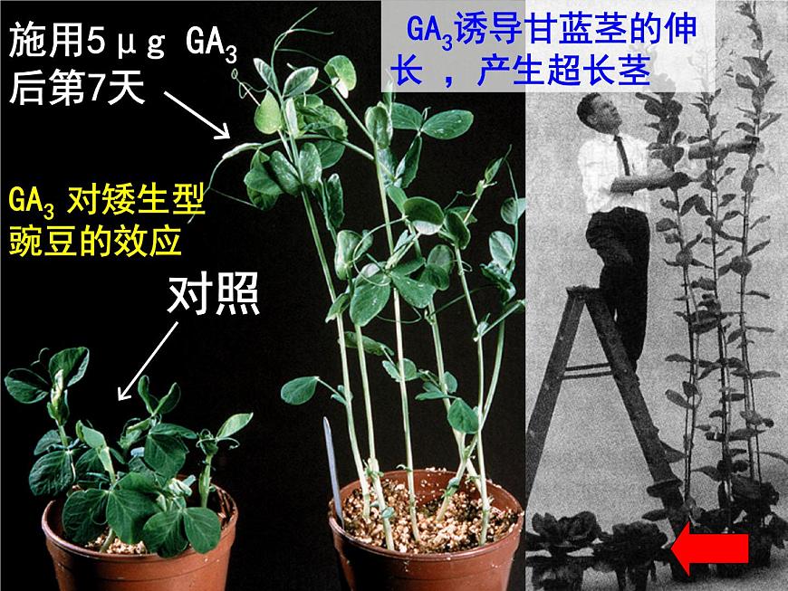 3.3 其他植物激素 課件第5頁