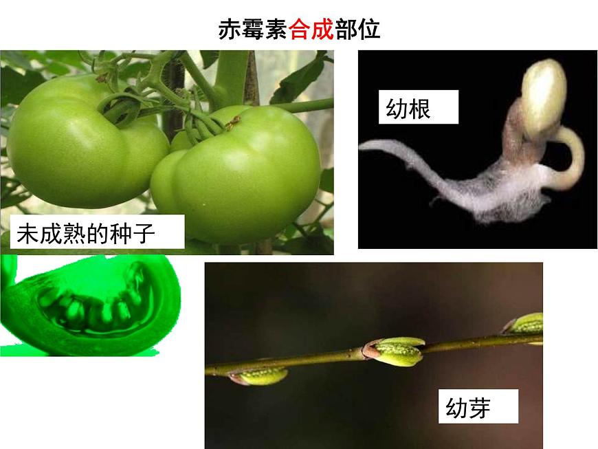 3.3 其他植物激素 課件第6頁