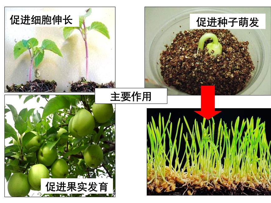 3.3 其他植物激素 課件第7頁
