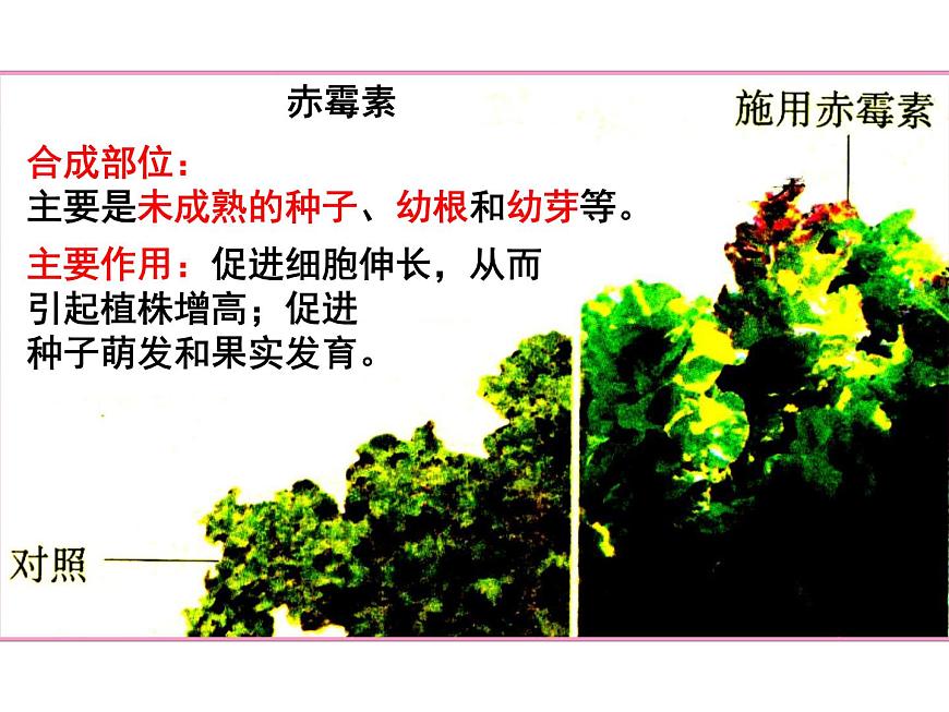 3.3 其他植物激素 課件第8頁
