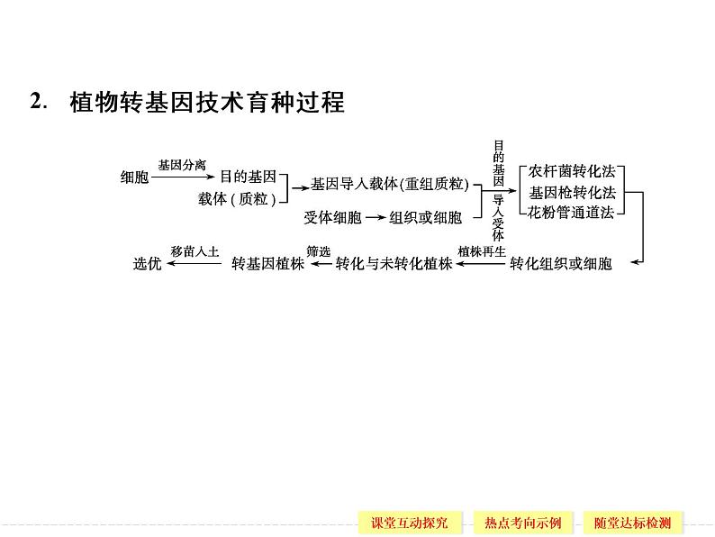 2.2 现代生物技术在育种上的应用 精品课件(人教版选修2)06