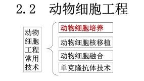 人教版 (新课标)选修3《现代生物科技专题》专题2 细胞工程综合与测试图片ppt课件