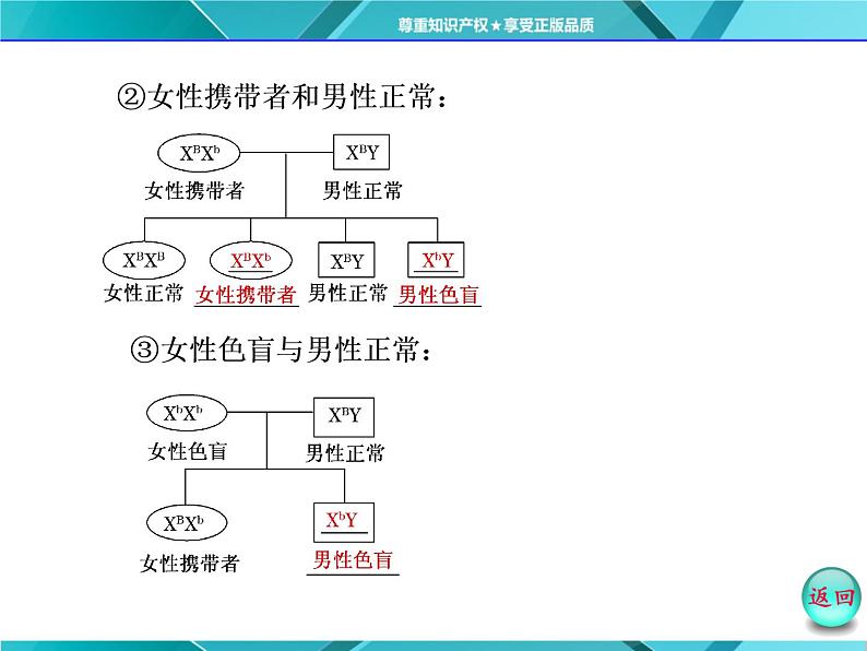 人教版必修2课件 第2章 第3节 伴性遗传第6页