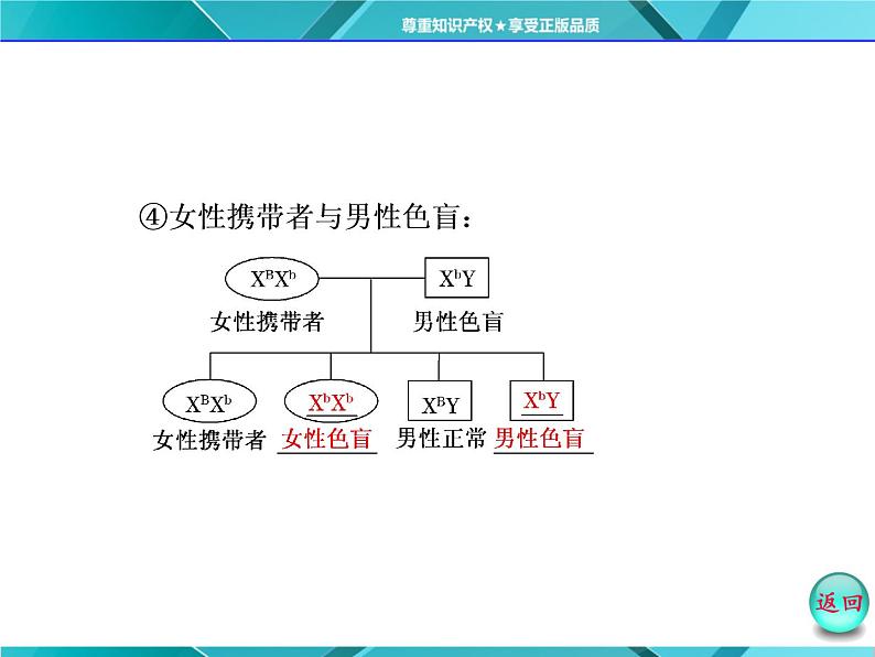 人教版必修2课件 第2章 第3节 伴性遗传第7页