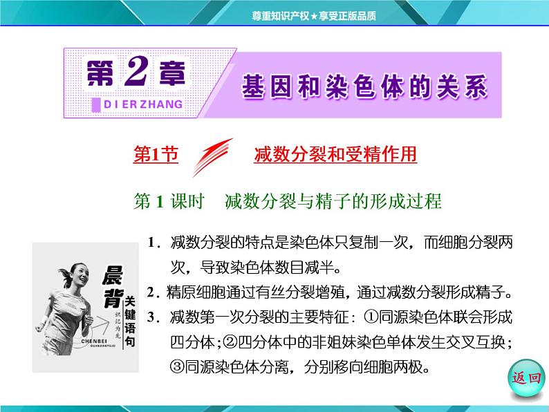 人教版必修2课件 第2章 第1节 第1课时 减数分裂与精子的形成过程02