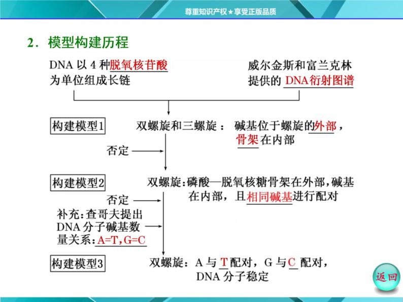 人教版必修2课件 第3章 第2节 DNA分子的结构04