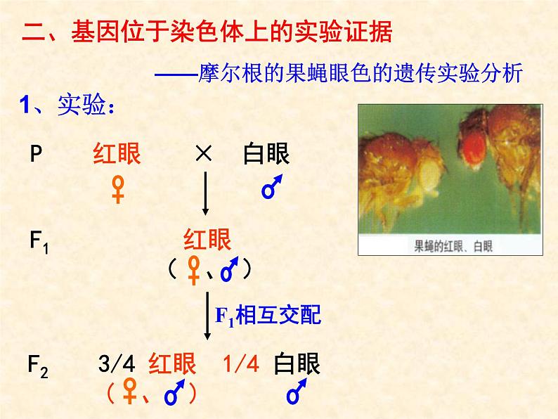高中人教版生物必修2教学课件:2.2 基因在染色体上104