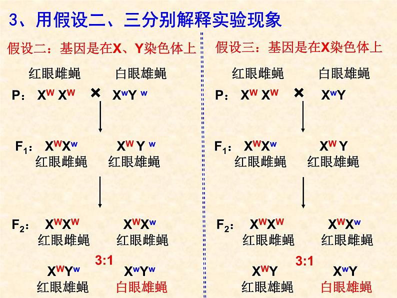 高中人教版生物必修2教学课件:2.2 基因在染色体上106