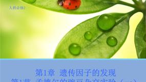 人教版 (新课标)必修2《遗传与进化》第1节 盂德尔的豌豆杂交实验（一）课文内容课件ppt