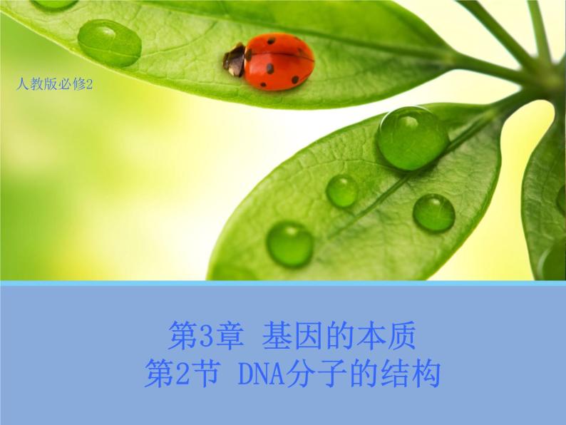 高中人教版生物必修2教学课件：3.2 DNA分子的结构1 Word版含答案01