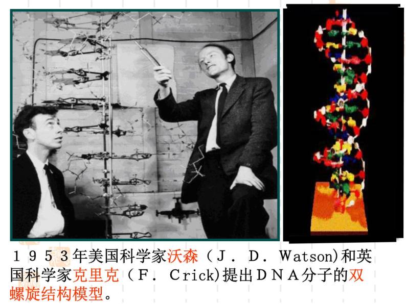 高中人教版生物必修2教学课件：3.2 DNA分子的结构1 Word版含答案07