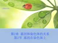 高中人教版生物必修2教学课件：2.2 基因在染色体上2 Word版含答案