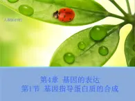 高中人教版生物必修2教学课件：4.1 基因指导蛋白质的合成1 Word版含答案