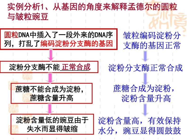 高中人教版生物必修2教学课件：4.2 基因对性状的控制1 Word版含答案07