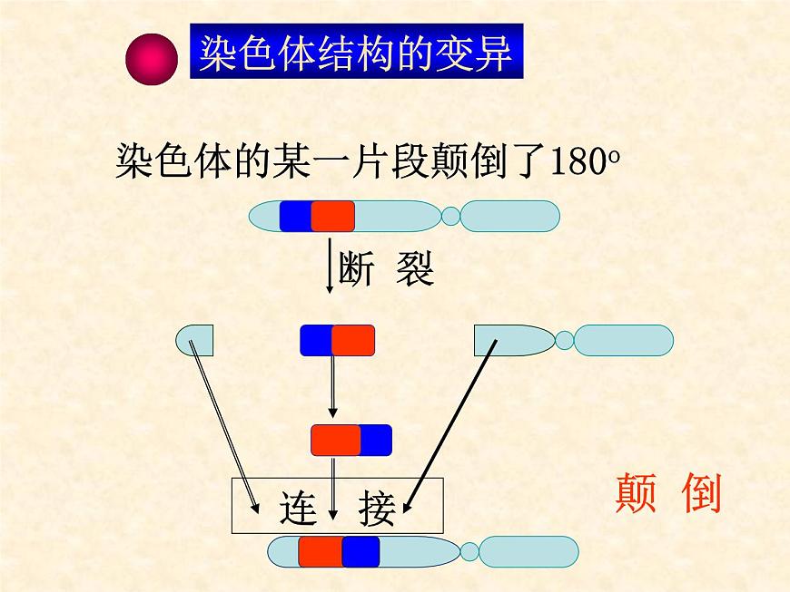 高中人教版生物必修2教學(xué)課件：5.2 染色體變異2 Word版含答案第7頁(yè)