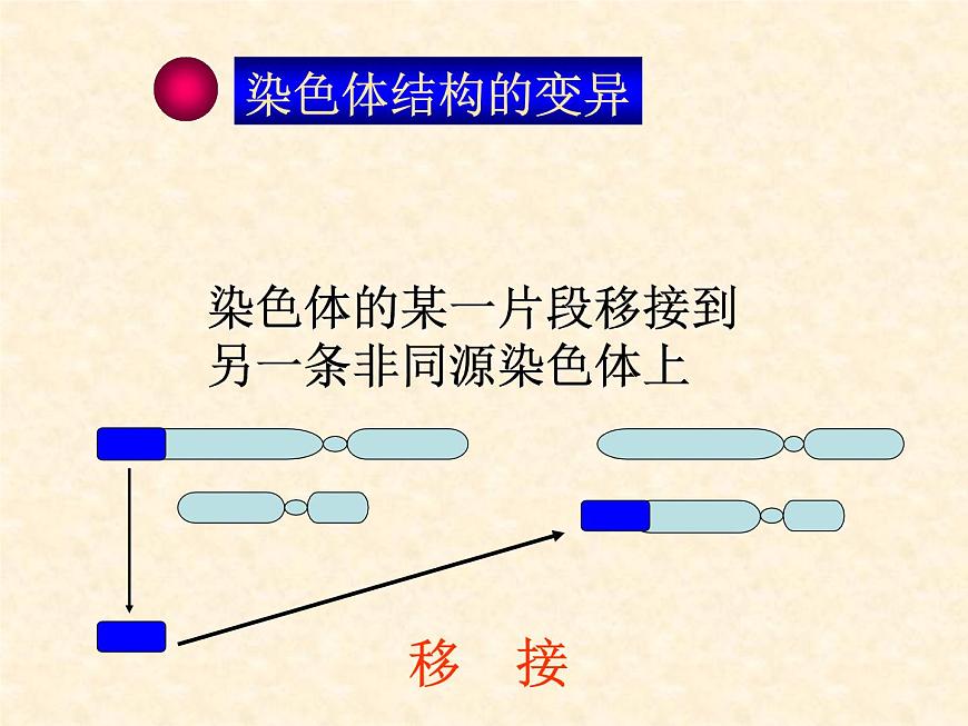 高中人教版生物必修2教學(xué)課件：5.2 染色體變異2 Word版含答案第8頁(yè)
