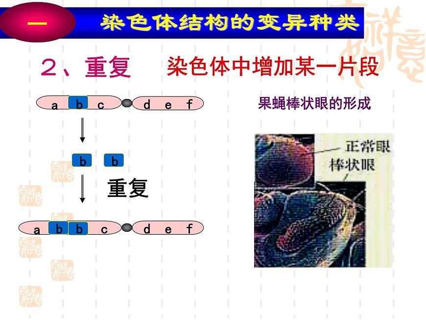 高中人教版生物必修2教學(xué)課件:5.2 染色體變異1 Word版含答案第6頁