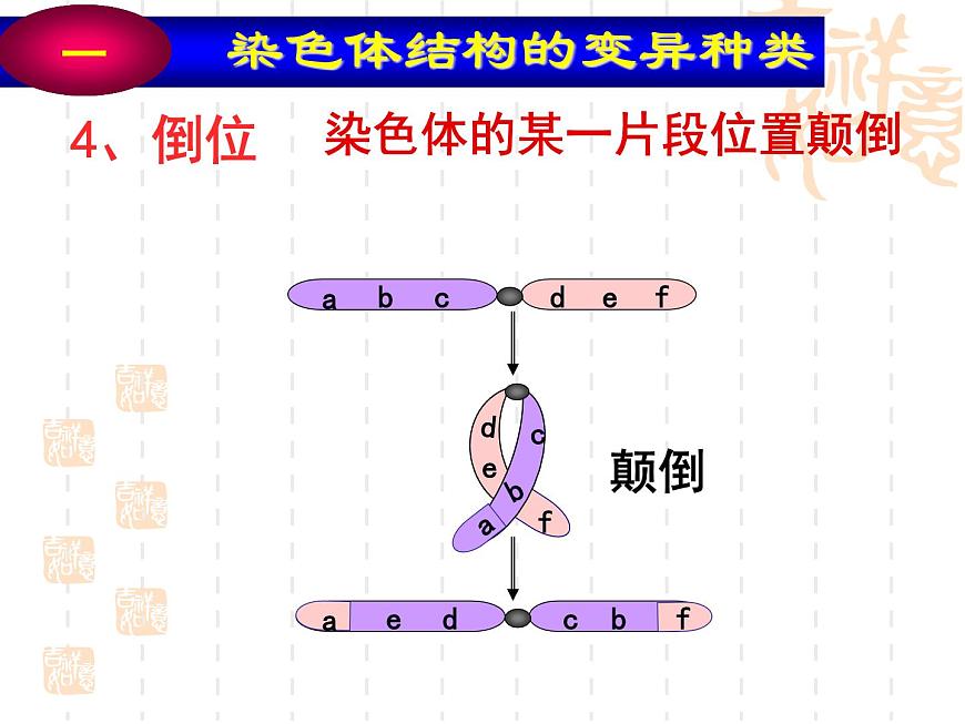 高中人教版生物必修2教學(xué)課件:5.2 染色體變異1 Word版含答案第8頁