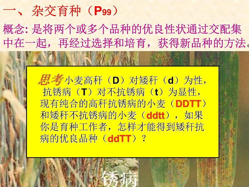 高中人教版生物必修2教学课件:6.1 杂交育种与诱变育种2 Word版含答案02