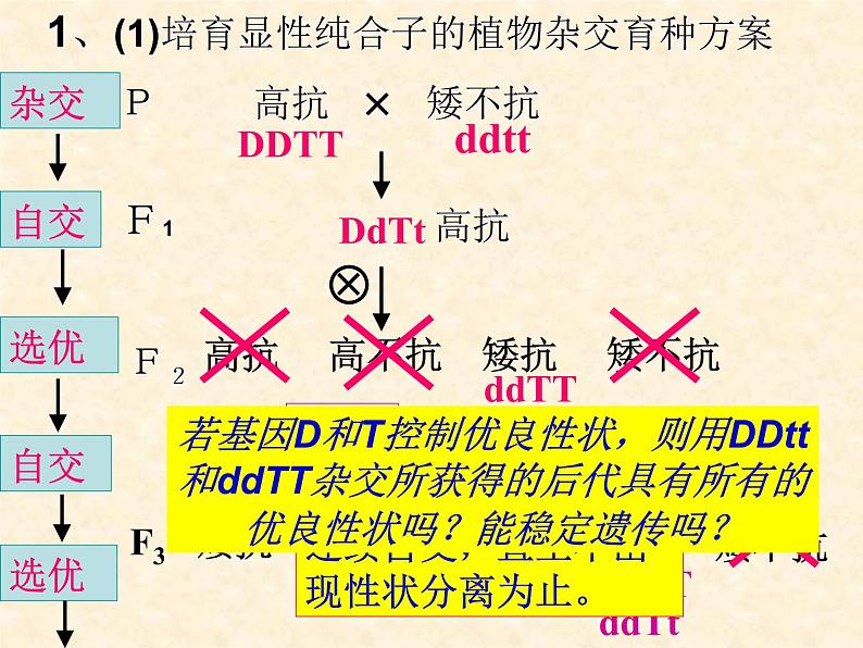 高中人教版生物必修2教学课件:6.1 杂交育种与诱变育种2 Word版含答案03