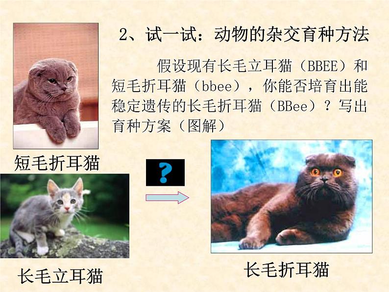 高中人教版生物必修2教学课件:6.1 杂交育种与诱变育种2 Word版含答案05
