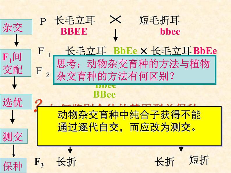 高中人教版生物必修2教学课件:6.1 杂交育种与诱变育种2 Word版含答案06