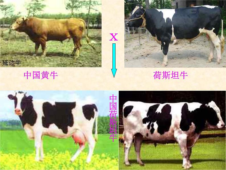 高中人教版生物必修2教学课件:6.1 杂交育种与诱变育种2 Word版含答案07
