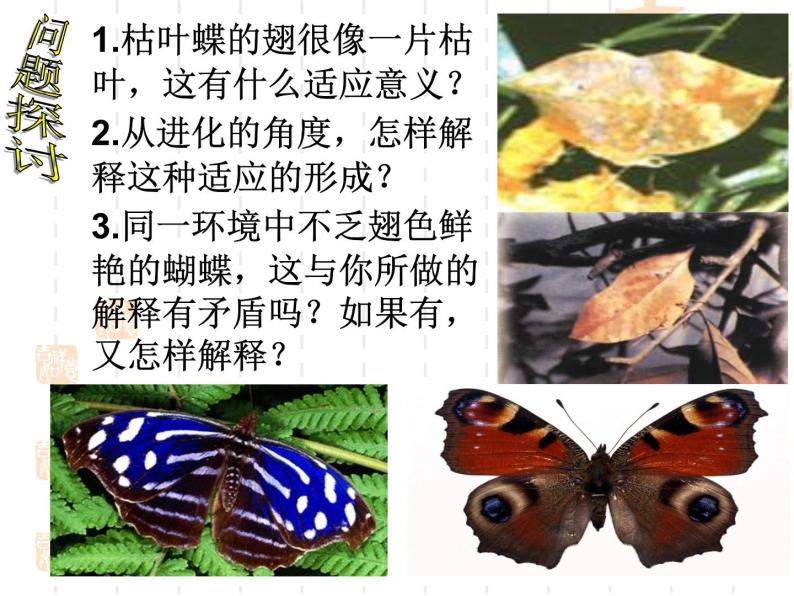 高中人教版生物必修2教学课件：7.1 现代生物进化理论的由来2 Word版含答案02